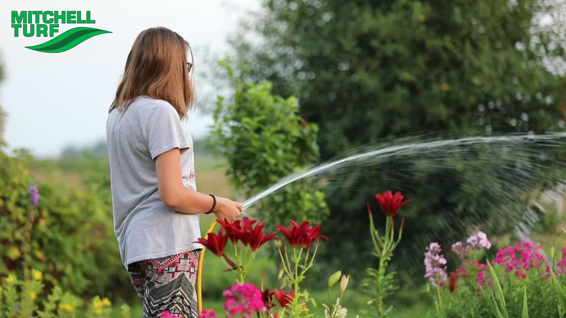 mitchell turf lawn maintenance watering grass